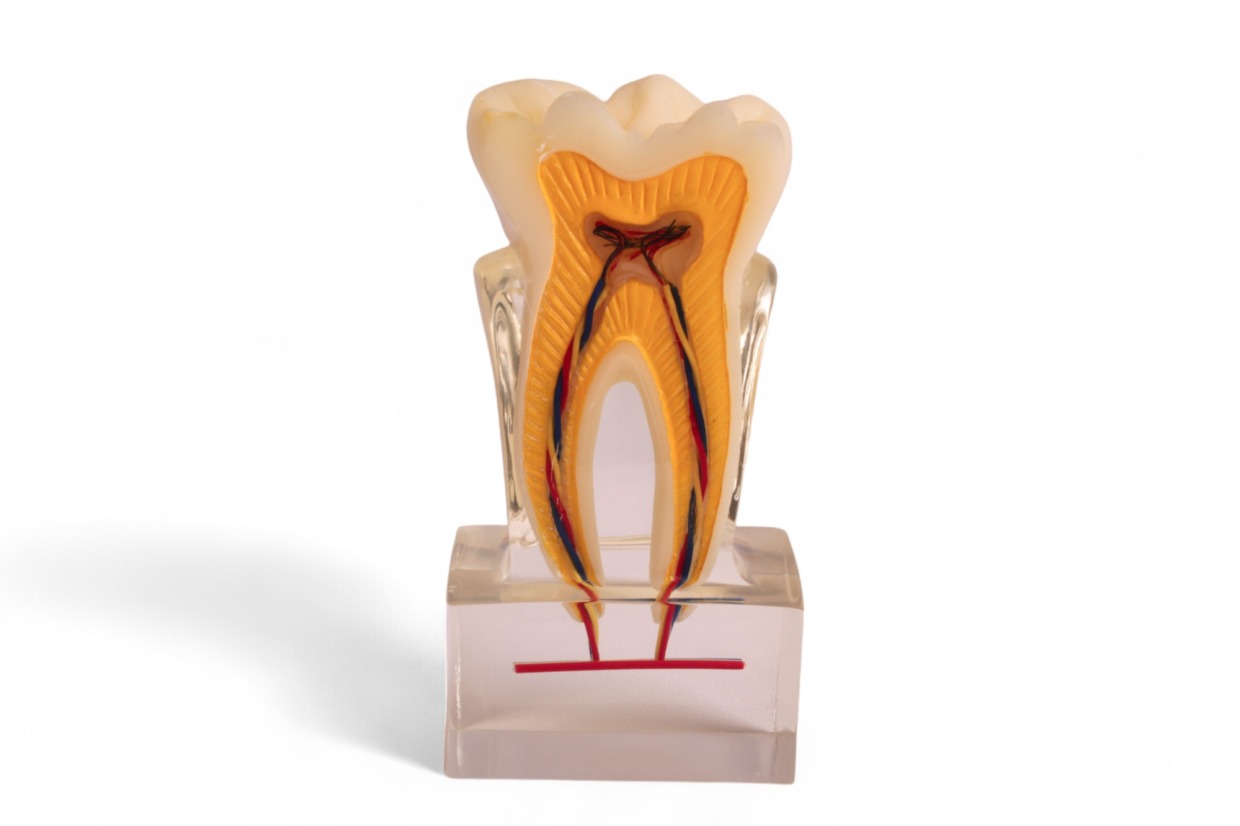 歯髄構造の解剖模型